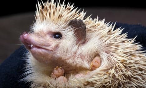Hedgehog pet craze sweeps Sweden