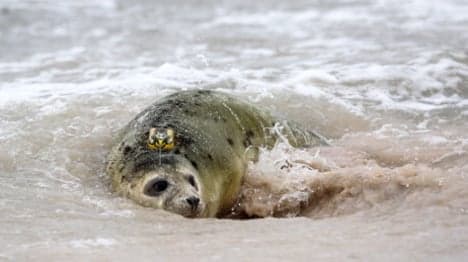 What's killing all the North Sea seals?