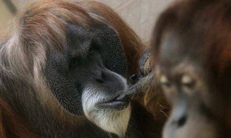 World's oldest orangutan put down at zoo
