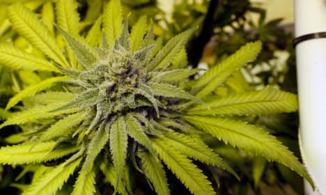90-year-old Swede caught growing cannabis