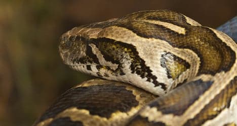 Snake smugglers caught by Swiss border guards