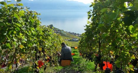 Swiss winegrowers battle against Asian fruit fly