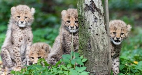 Basel zoo hails 'rare' birth of cheetah cubs