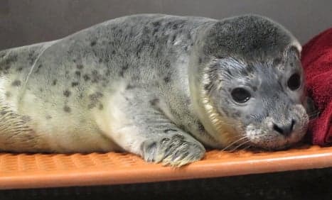 Seal Deaths Surge In West Sweden