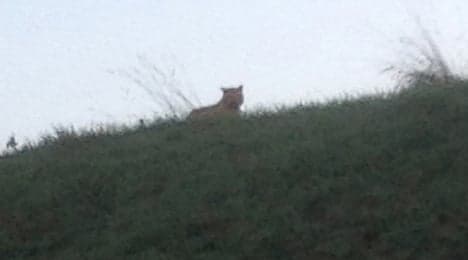 Big cat on the loose is 'not a tiger': authorities