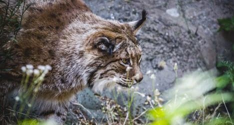 Spain 'Europe's worst' for endangered species