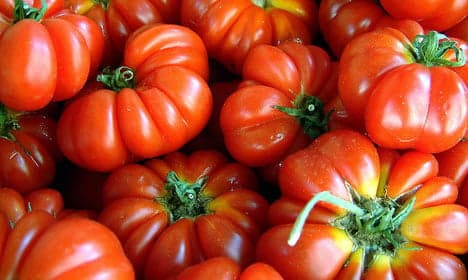 'Exploited' migrants behind Danish tomatoes