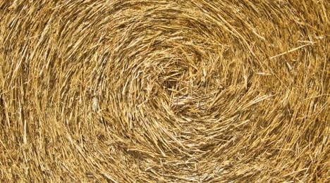 Italian artist sets out to find needle in haystack