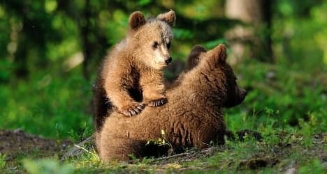 Wild bears spark fear in Italy's north