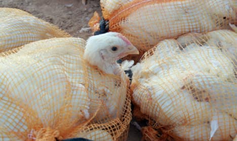 Switzerland bans Dutch poultry imports