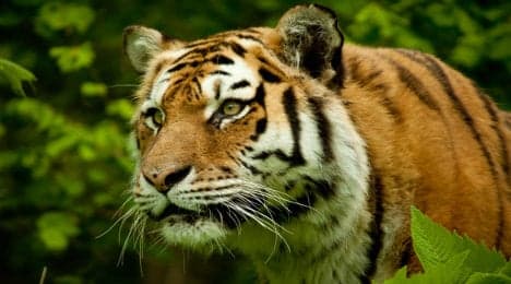 Escaped 'tiger' on the loose near Paris