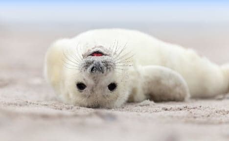 Norwegian seals get their own fat app