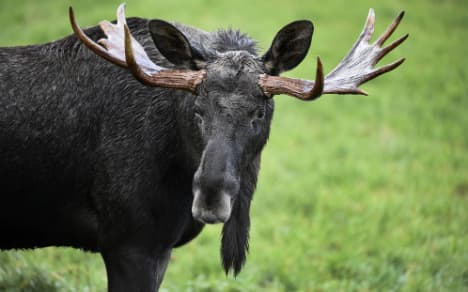 Violent elk put down after attack on woman