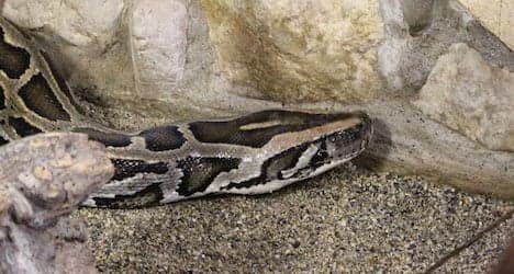 Giant smuggled python outgrows Swiss home