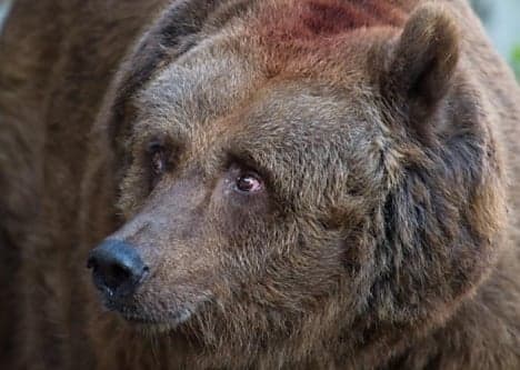 Italian bears return to Austria's woods in force