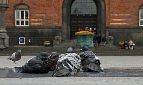 Copenhagen City Hall's pigeons put to death