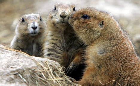 Berlin 'too warm to hibernate' for marmots