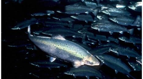 Norwegian farmed salmon is safe: report