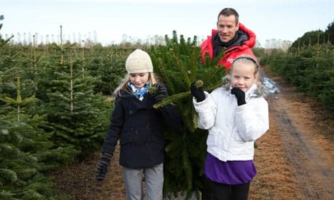 Danish Christmas trees outgrow the competition