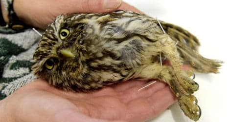 Acupuncture helps sick owls return to wild