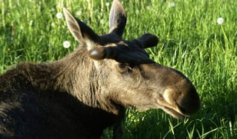 Severed elk head found in Swedish parking lot