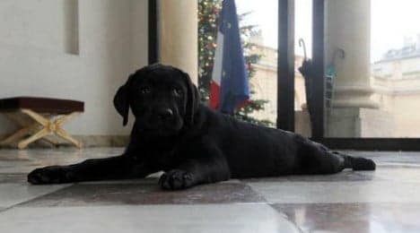 Hollande gets a labrador puppy for Christmas