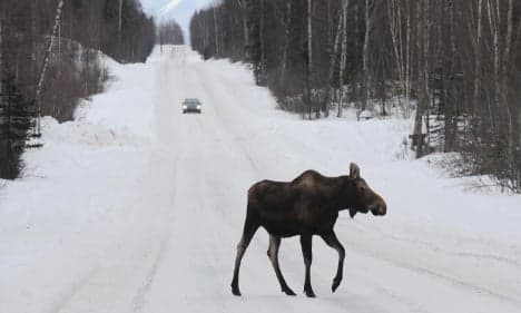 Swedish police warn of migrating elk herds