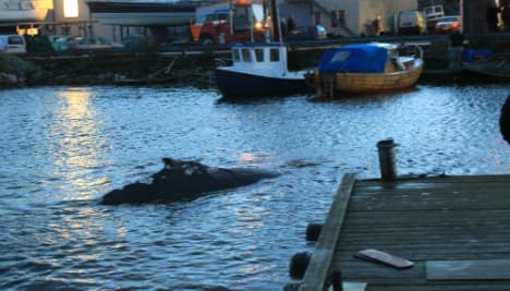 Whale escapes Sweden after five-hour ordeal