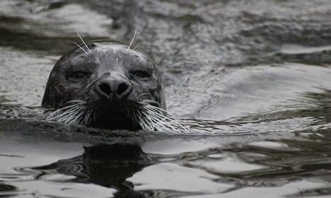 Bird flu feared in mass deaths of Danish seals