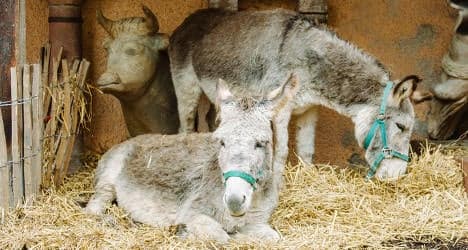 Nativity donkey squashed by fat fan