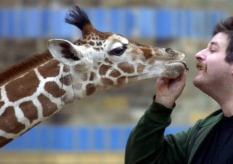 Breakfast stumble costs Berlin giraffe her life