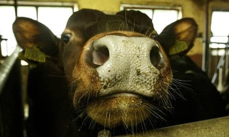 Norway finds 'probable' case of mad cow disease