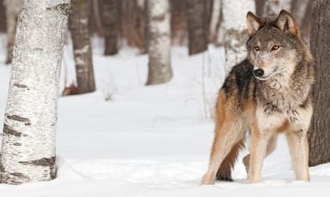 Sweden court stops hotly contested wolf hunt
