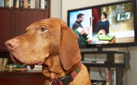Janosch the dog gets TV licence bill