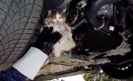 Munich mechanics free cat from car's engine