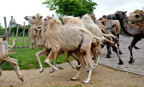 Camels' bid for freedom causes traffic chaos
