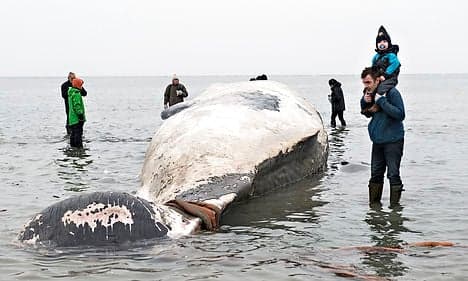 VIDEO: 15-metre whale cut up on Danish beach