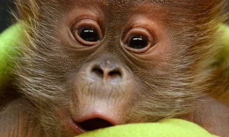 Berlin welcomes baby orang-utan Rieke