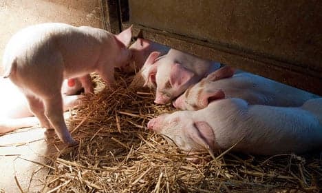 Denmark's piglet killing causes anger in Sweden