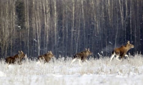 Snow forces Sweden's elk on urban food hunt