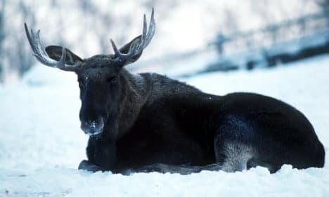 Elks rack up billion kronor bill for Sweden