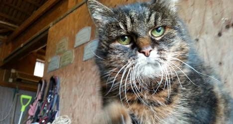 Is Sweden's Missan the world's oldest living cat?
