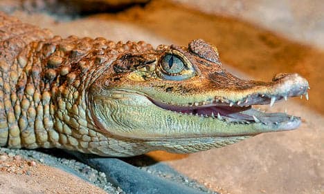Cold snap: Paris police find chilly croc in car