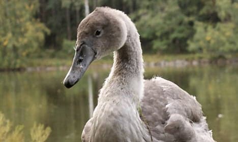 Dane calls cops over aggressive swans