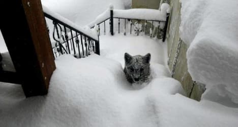Intrepid bear cub turns up on snowy doorstep