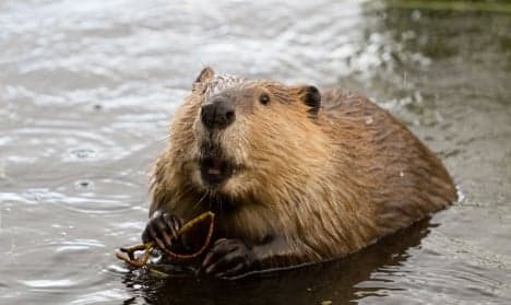 Beaver bites bus passenger in Sweden