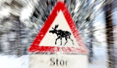 Elk warning signs don't stop accidents
