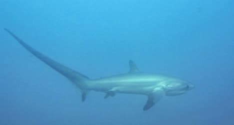 Rare shark captured off Barcelona coast
