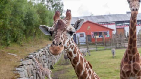 Antelope kills giraffe at Norway zoo
