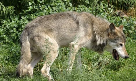 First proof that female wolves are in Denmark